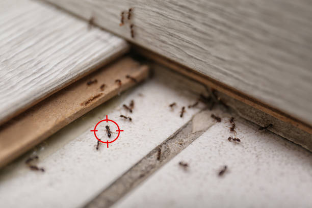 Best Best Pest Control Companies  in Fetters Hot Springs Agua Liente, CA